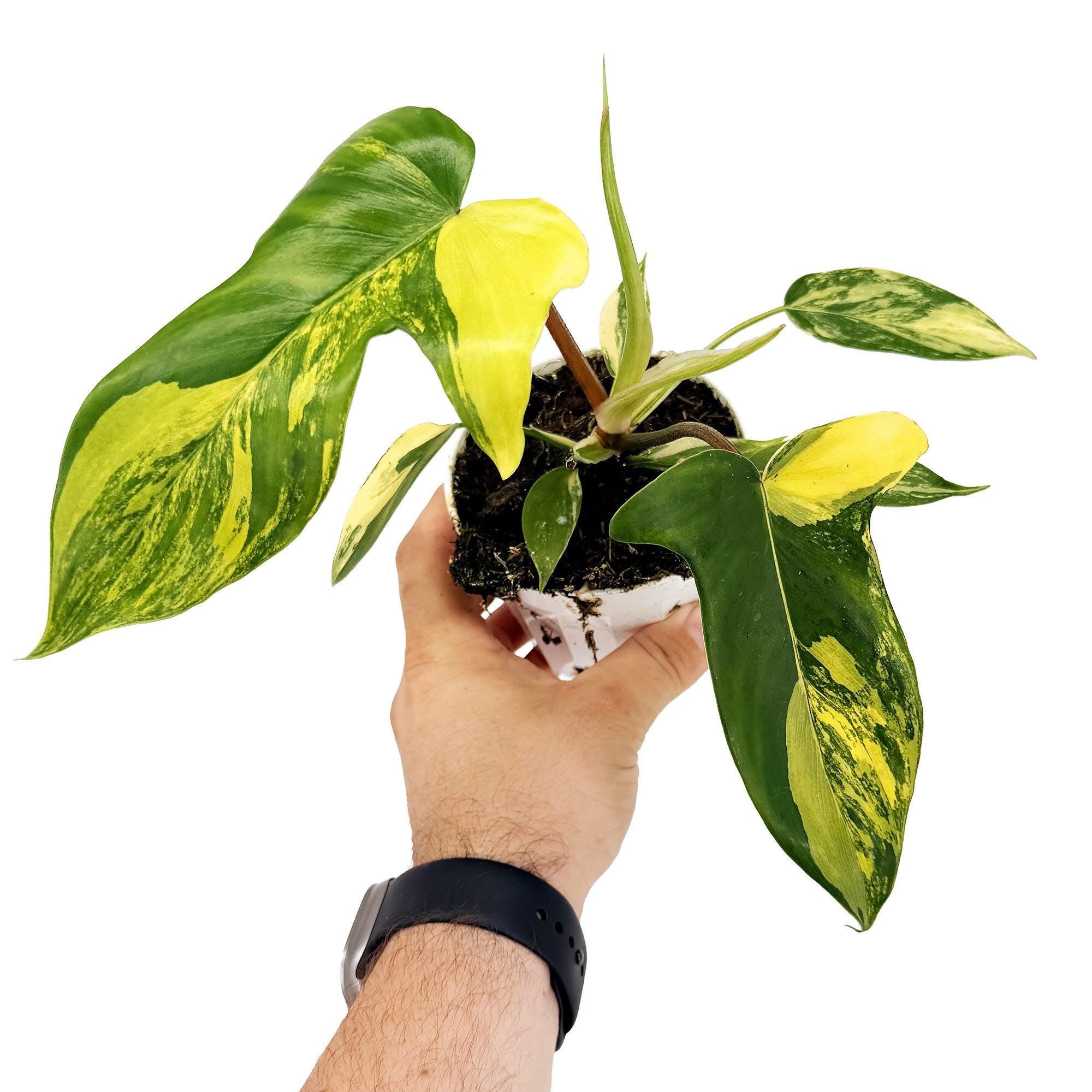 Philodendron 'Florida Beauty'