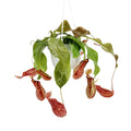 Nepenthes St Gaya 'Tropical Pitcher Plant'