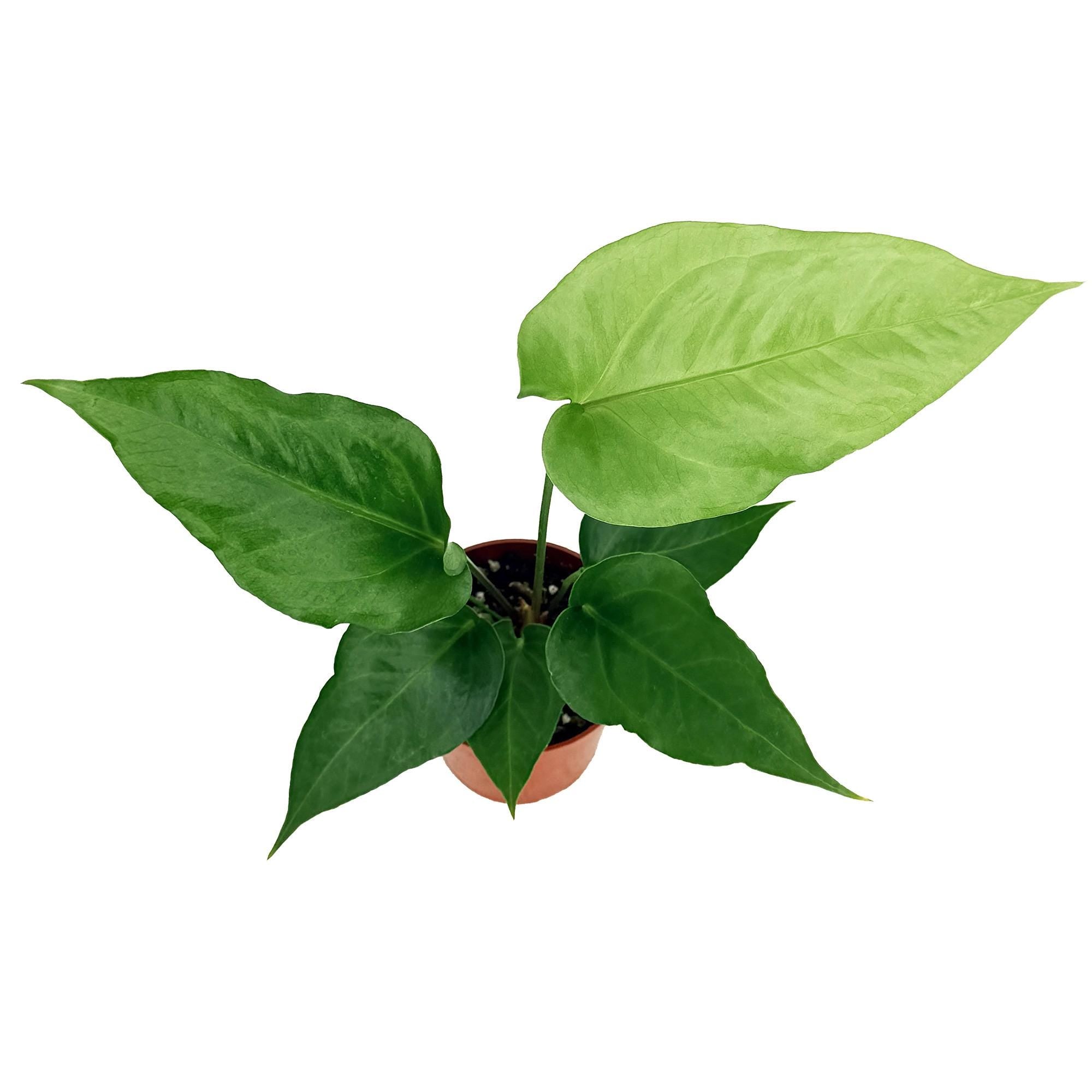 Anthurium watermaliense 'Black Anthurium'