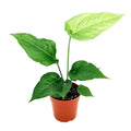 Anthurium watermaliense 'Black Anthurium'
