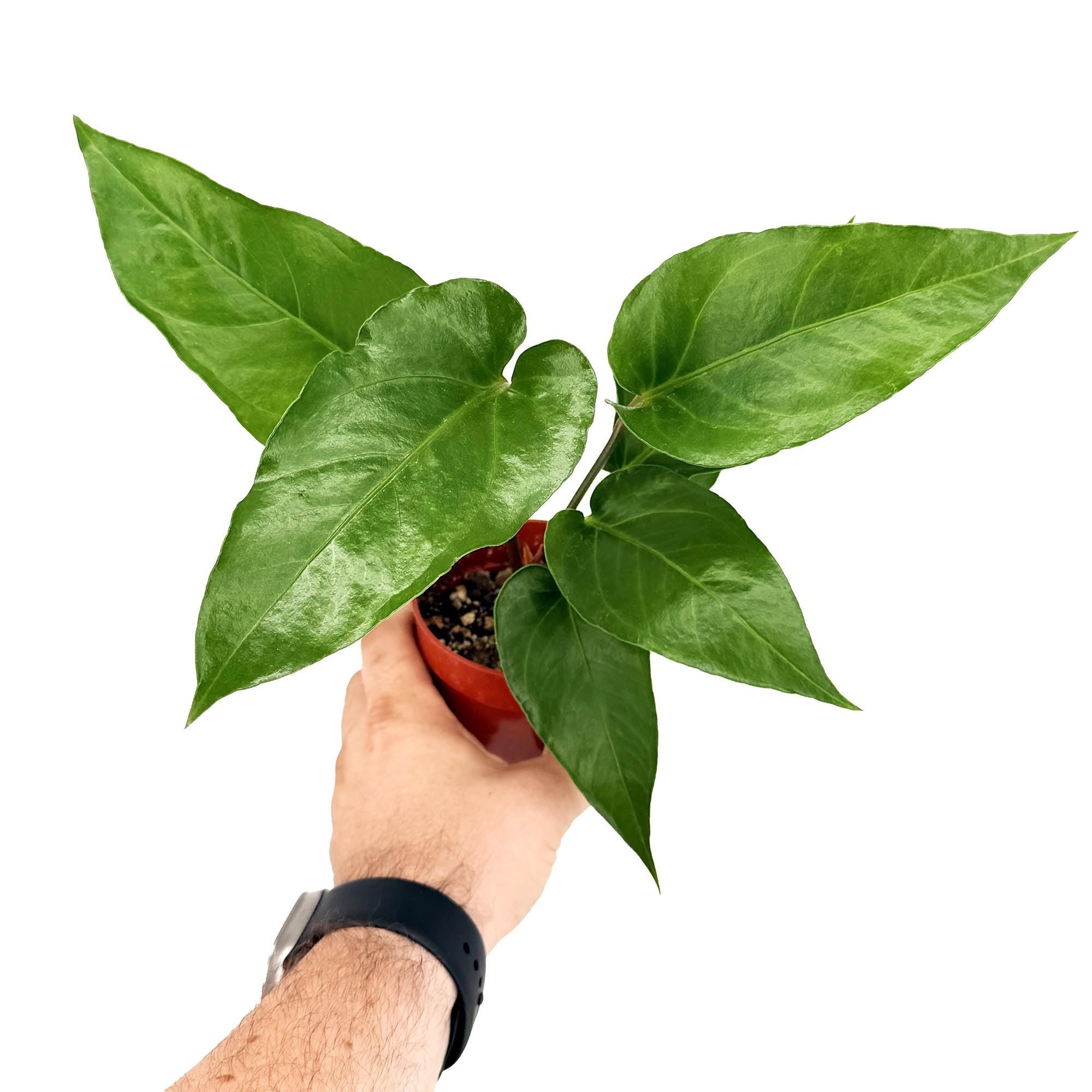 Anthurium watermaliense 'Black Anthurium'