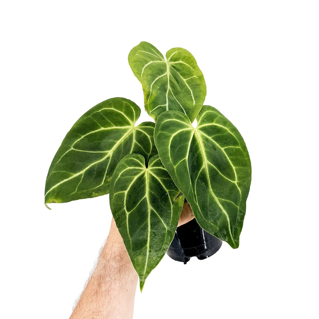 Anthurium magnificum