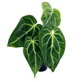 Anthurium magnificum