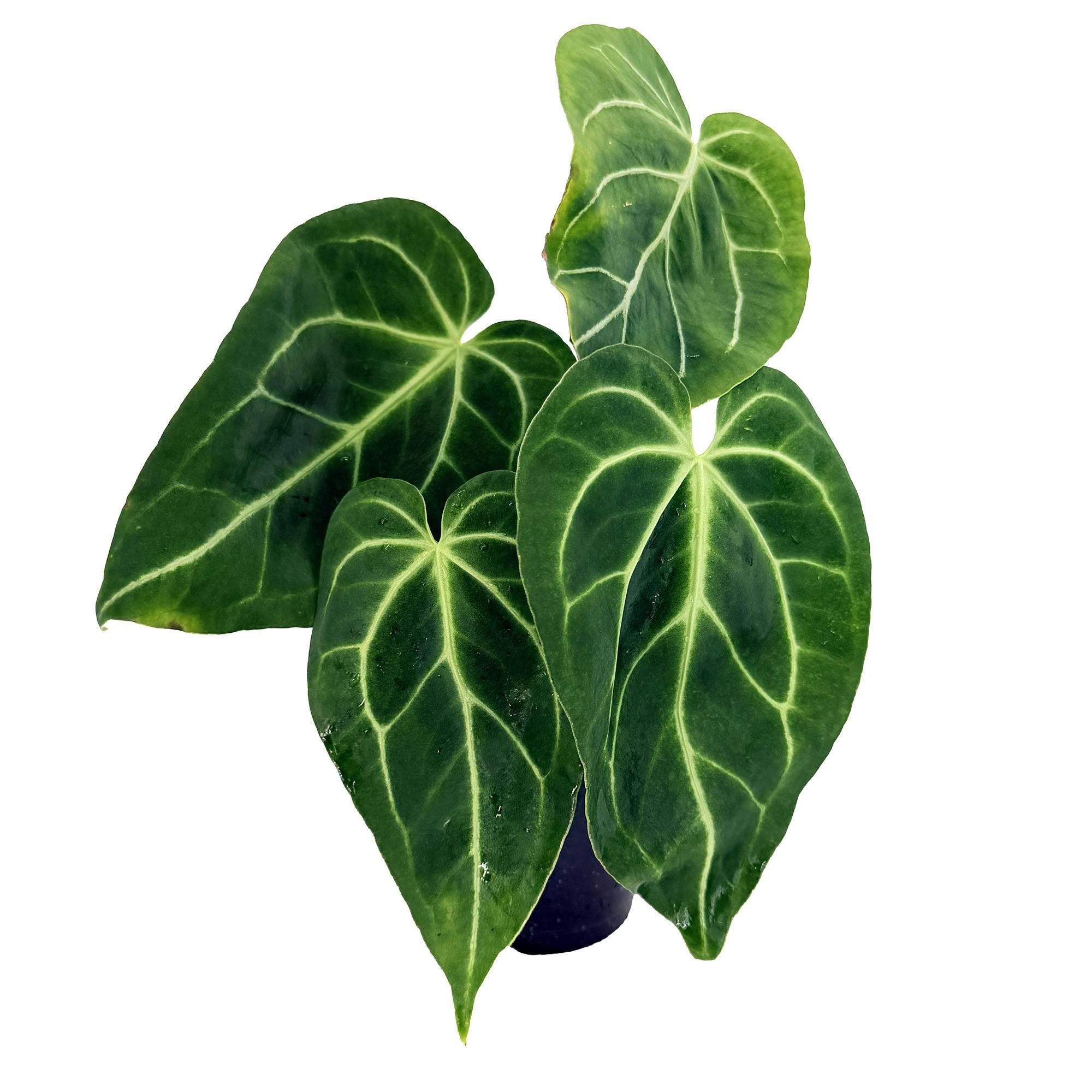 Anthurium magnificum