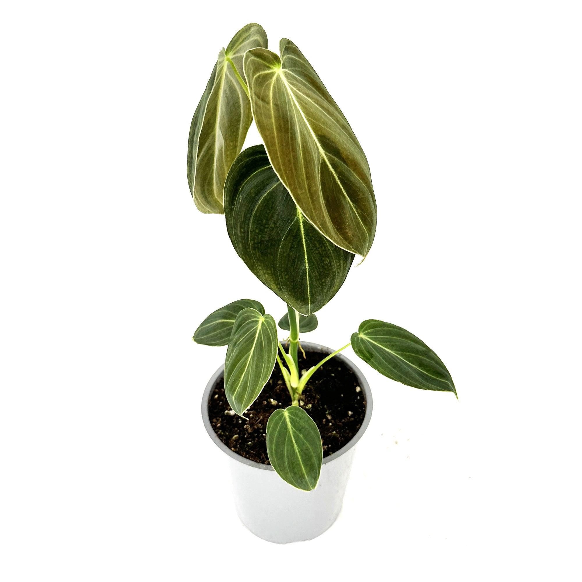 Philodendron melanochrysum 'Black Gold'