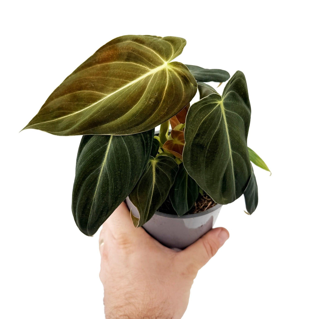 Philodendron melanochrysum 'Black Gold'