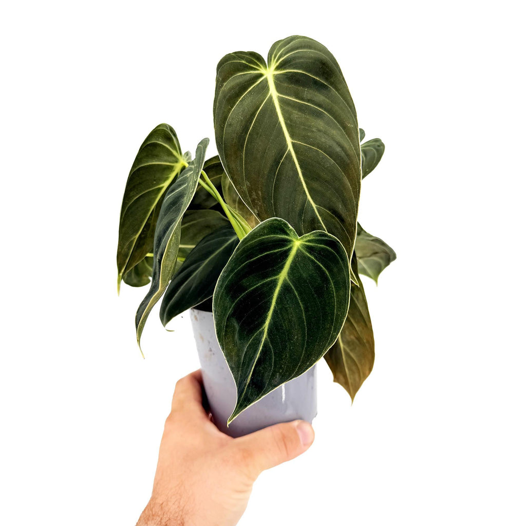 Philodendron melanochrysum 'Black Gold'