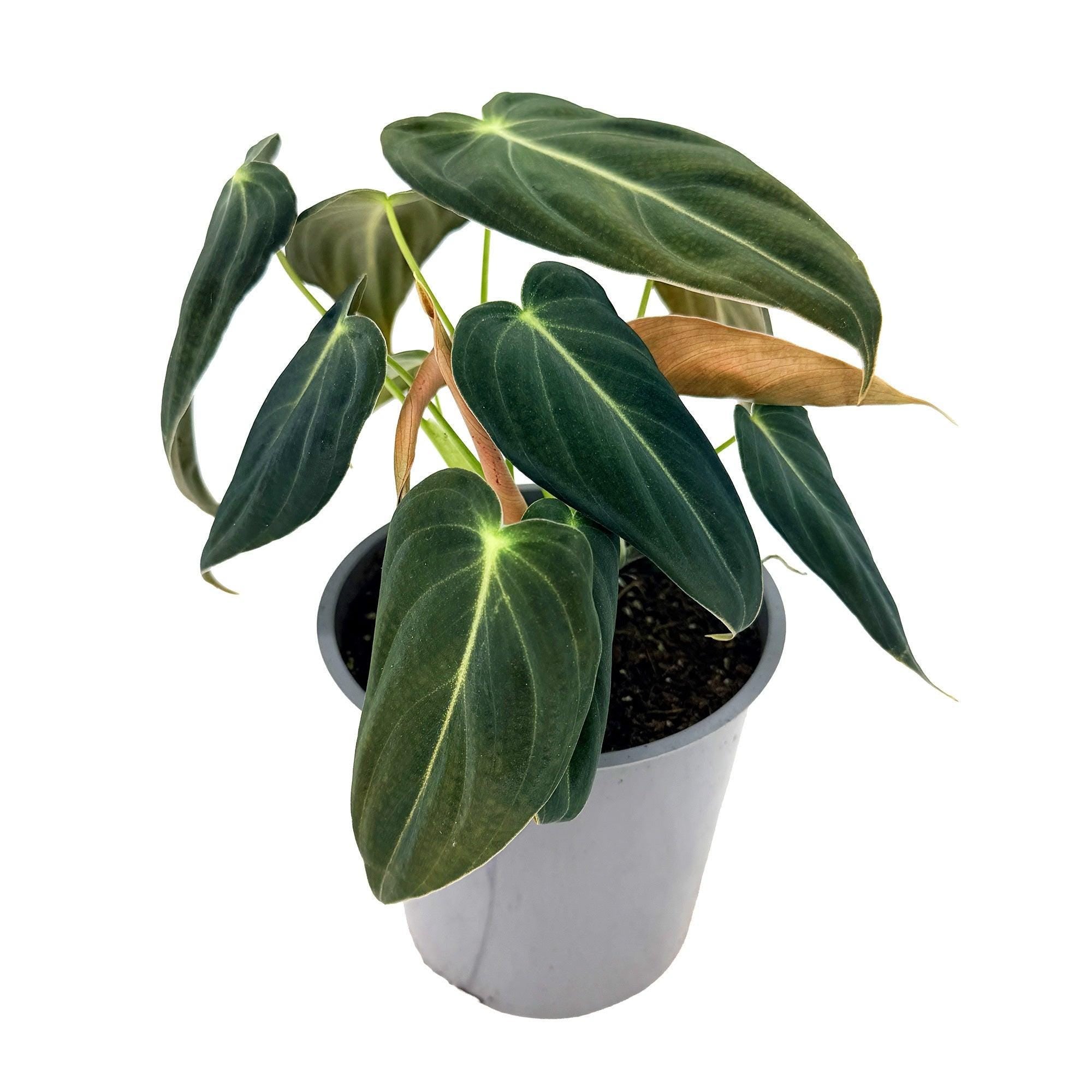 Philodendron melanochrysum 'Black Gold'