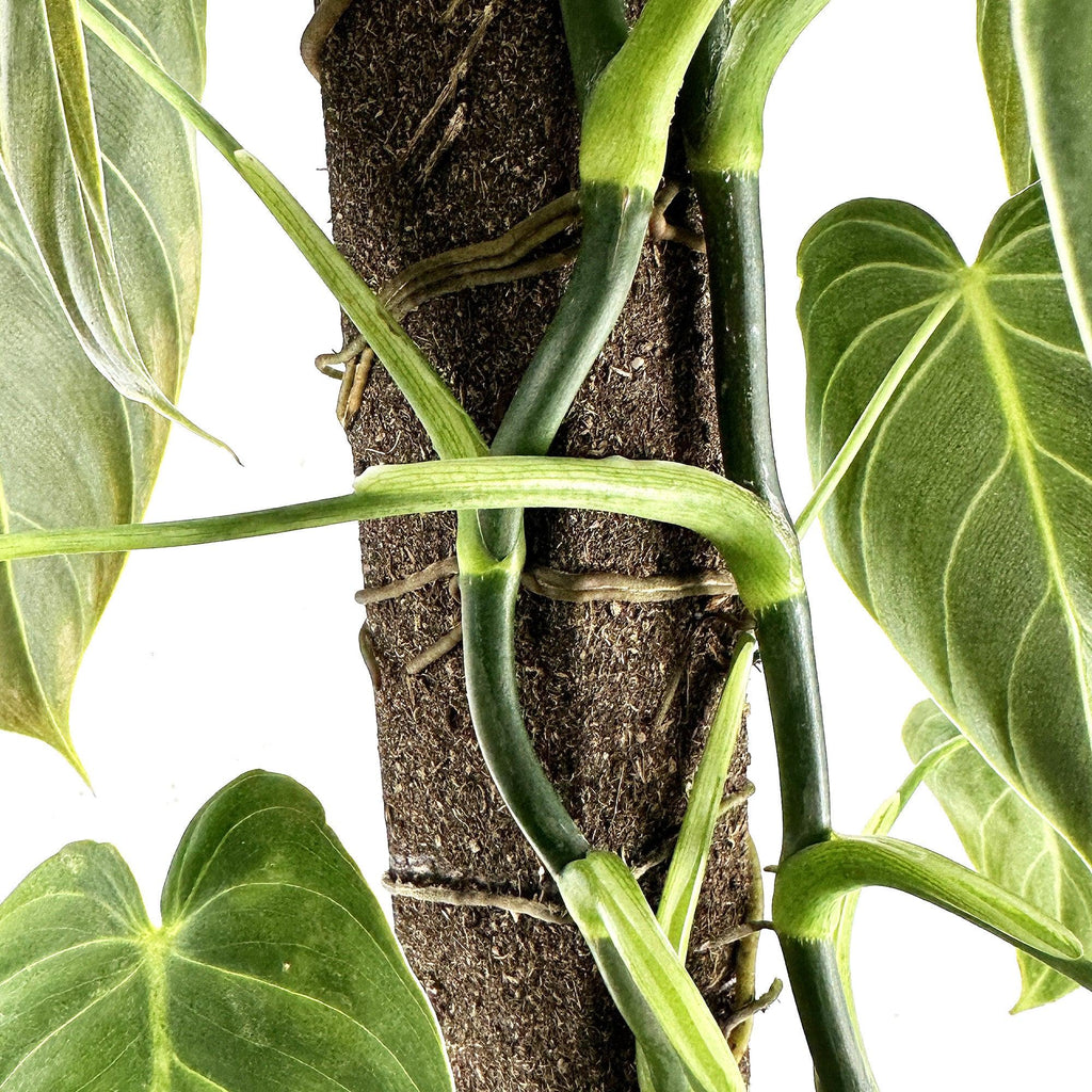 Philodendron melanochrysum 'Black Gold'