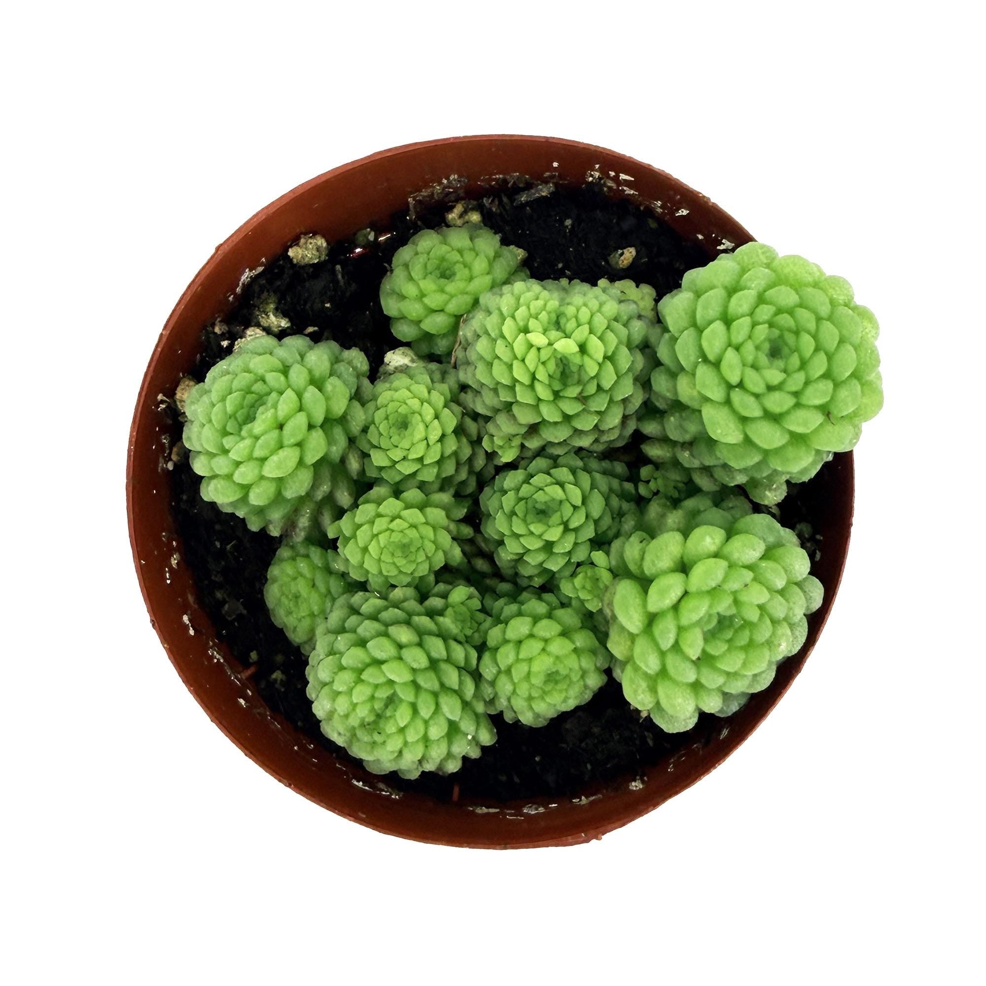 Monanthes polyphylla 'Clustered Rosette'