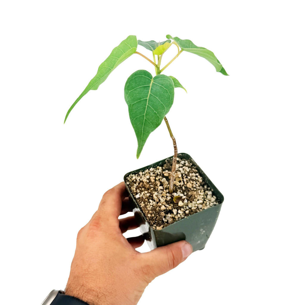 Ficus religiosa 'Bodhi Tree'