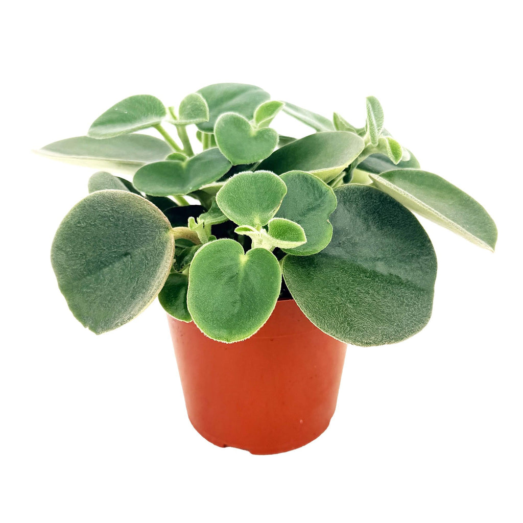 Peperomia incana 'Felted Peperomia'