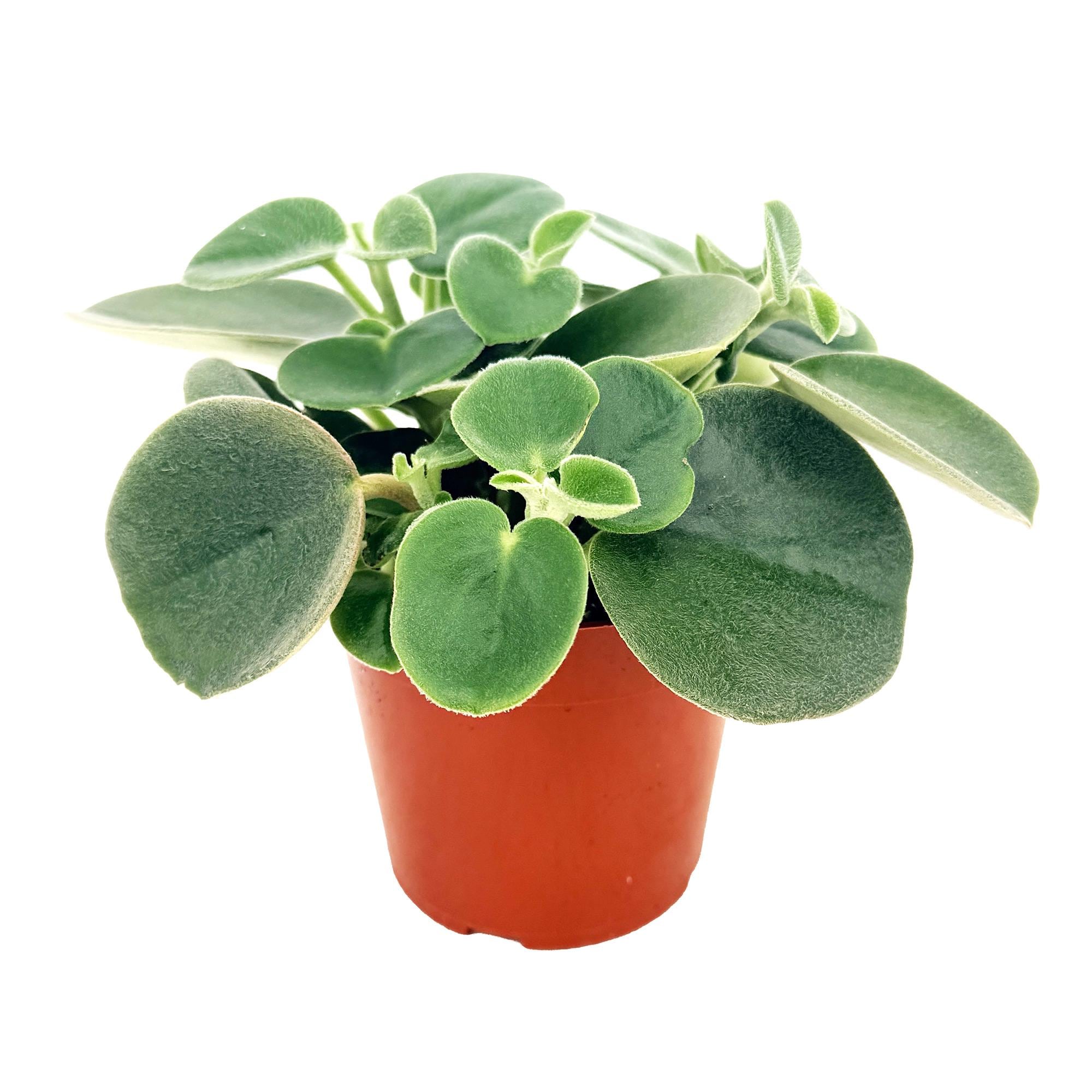 Peperomia incana 'Felted Peperomia'