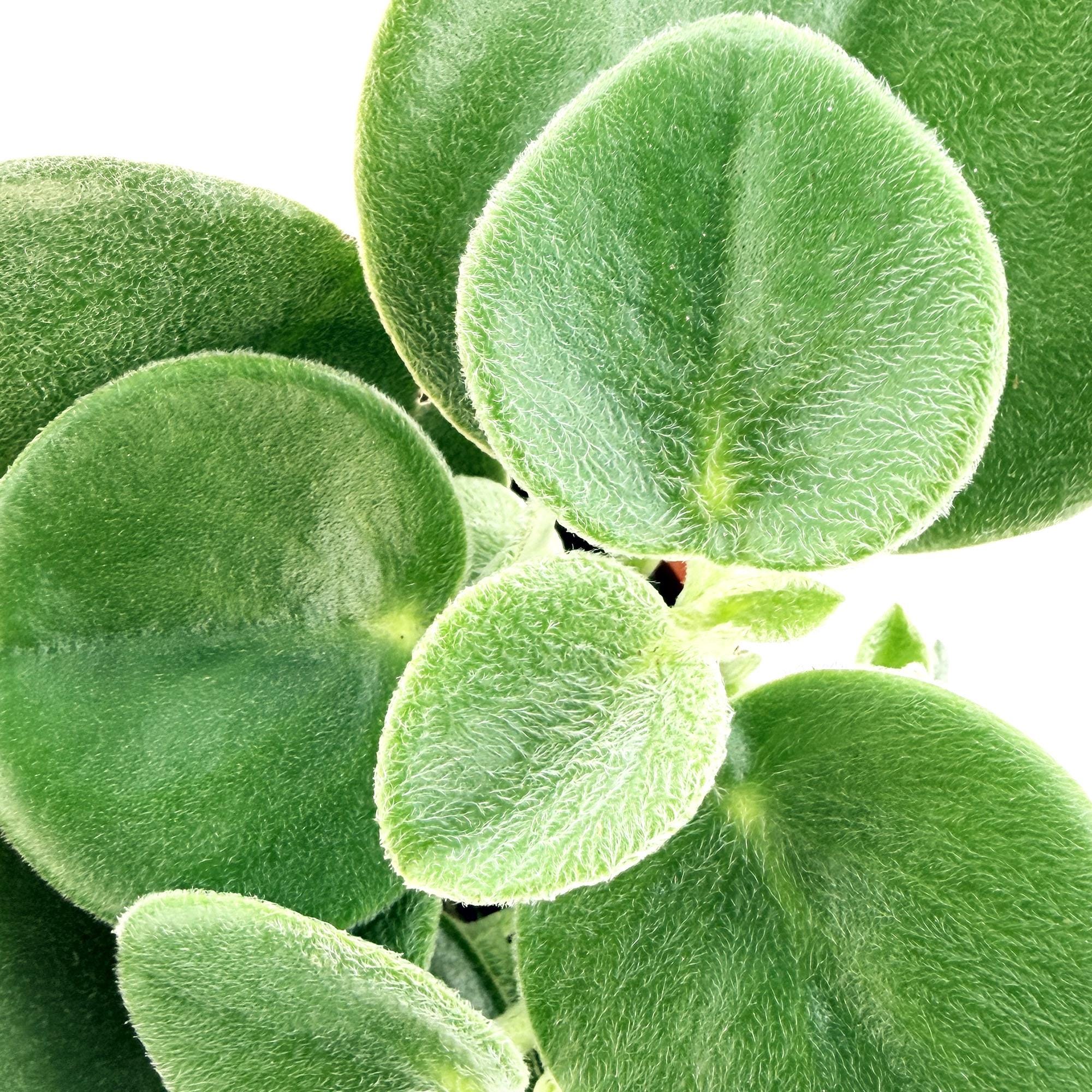 Peperomia incana 'Felted Peperomia'