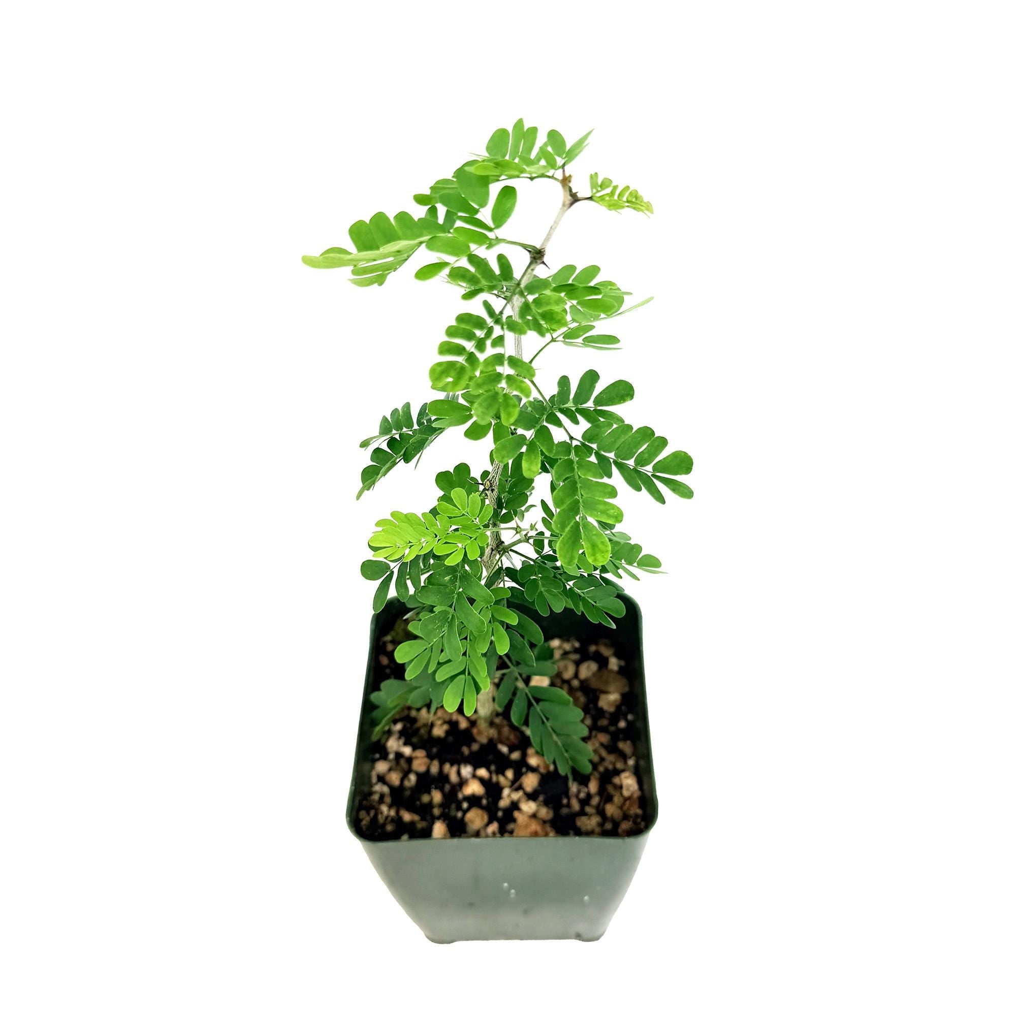 Ebenopsis ebano 'Texas Ebony'