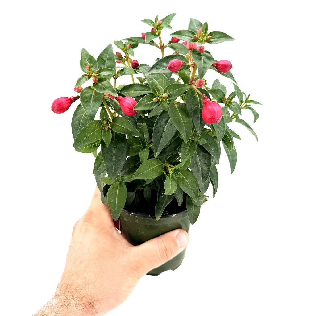 Fuchsia