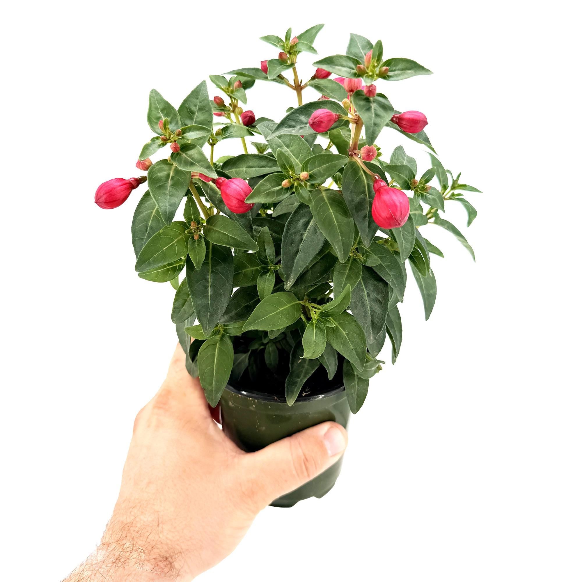 Fuchsia