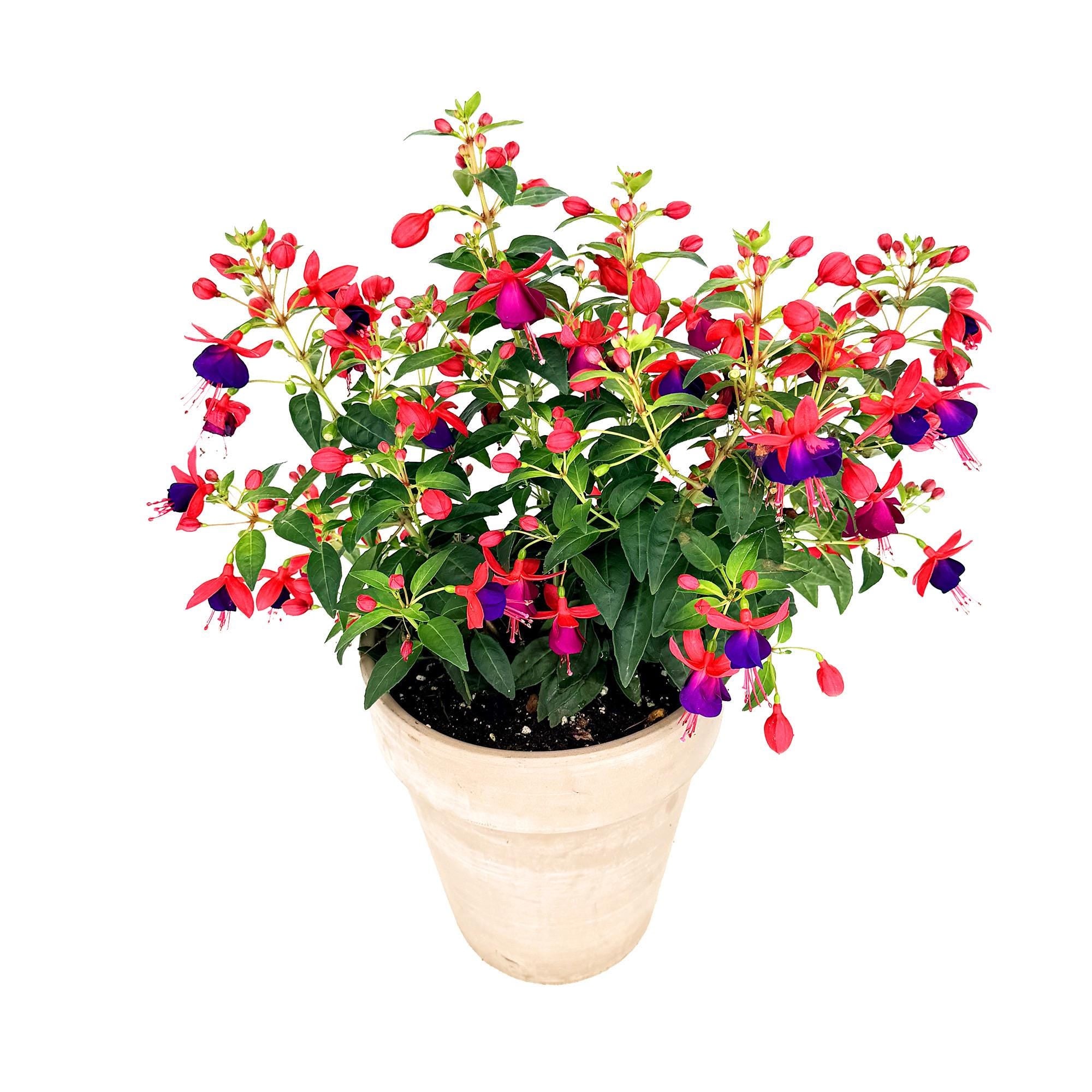 Fuchsia