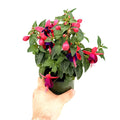 Fuchsia