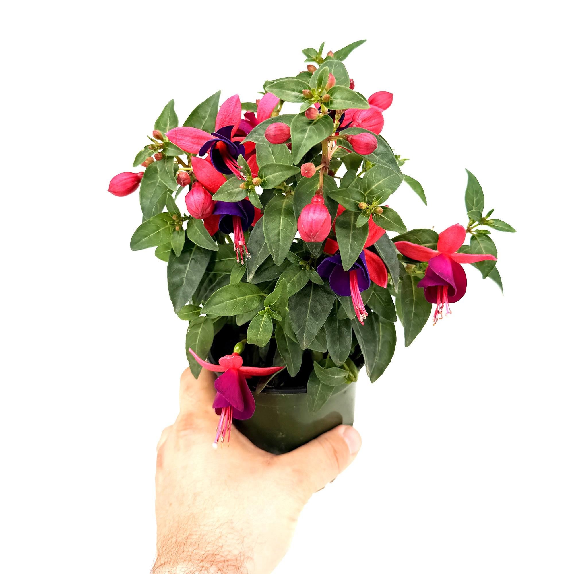 Fuchsia
