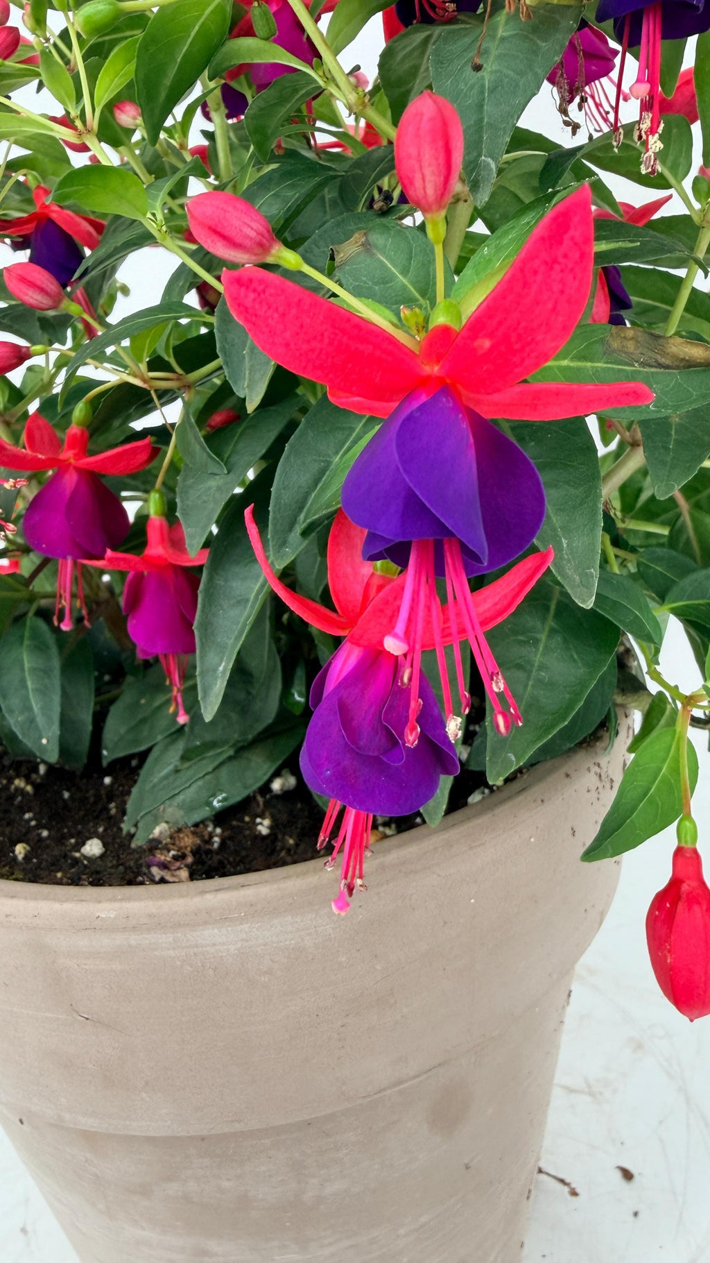 Fuchsia