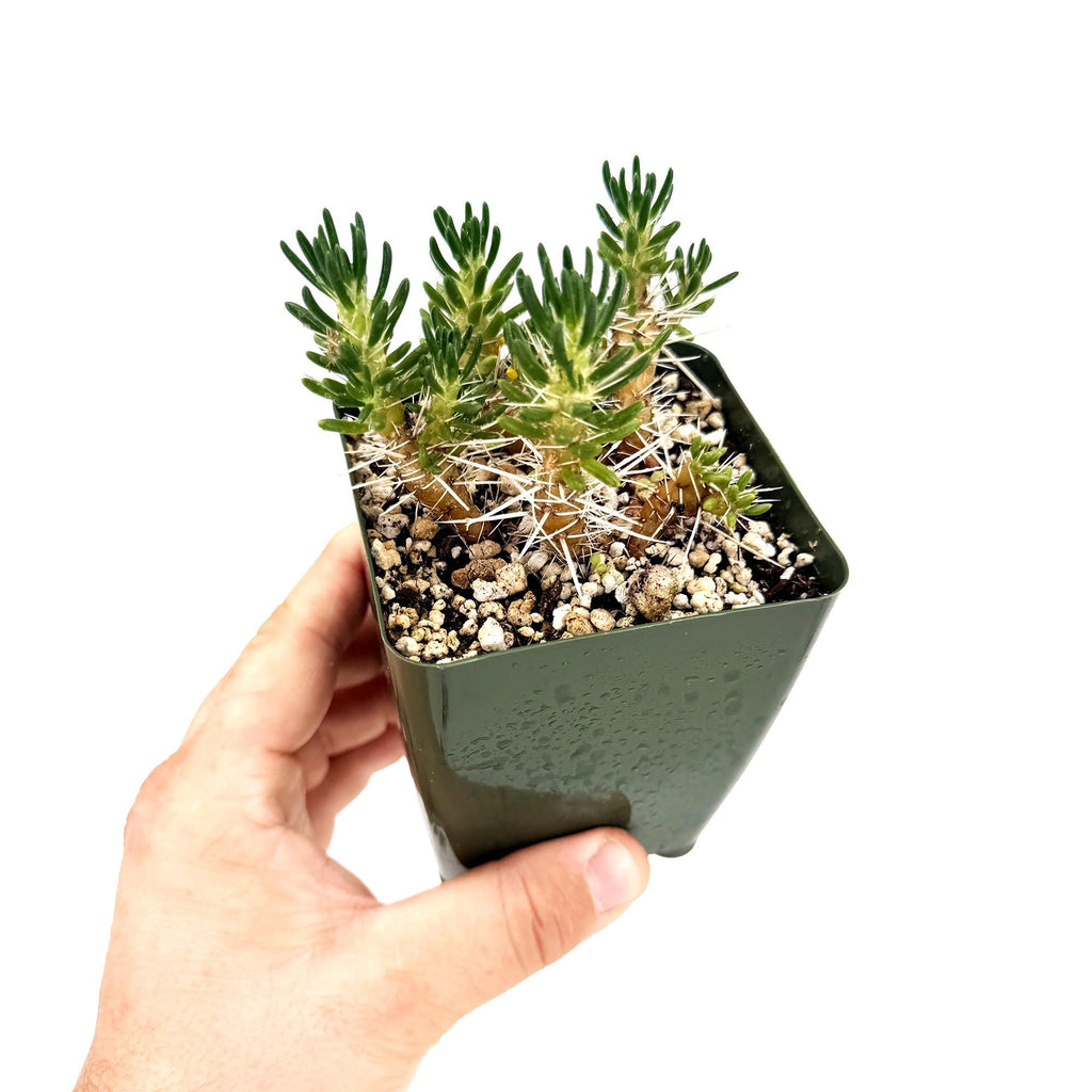 Maihuenia poeppigii 'Cushion Cactus'