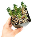 Maihuenia poeppigii 'Cushion Cactus'