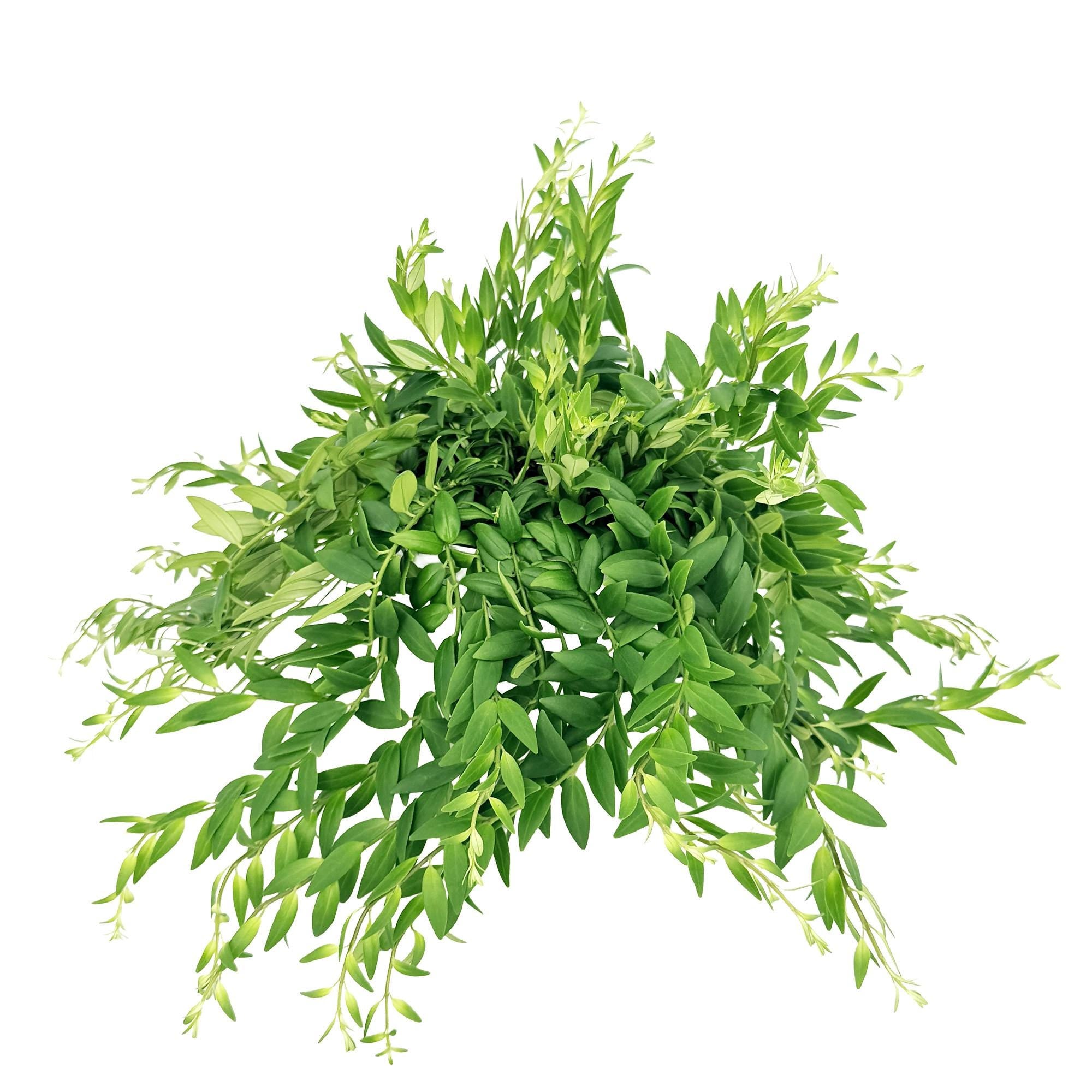 Aeschynanthus japhrolepis 'Lipstick Plant'
