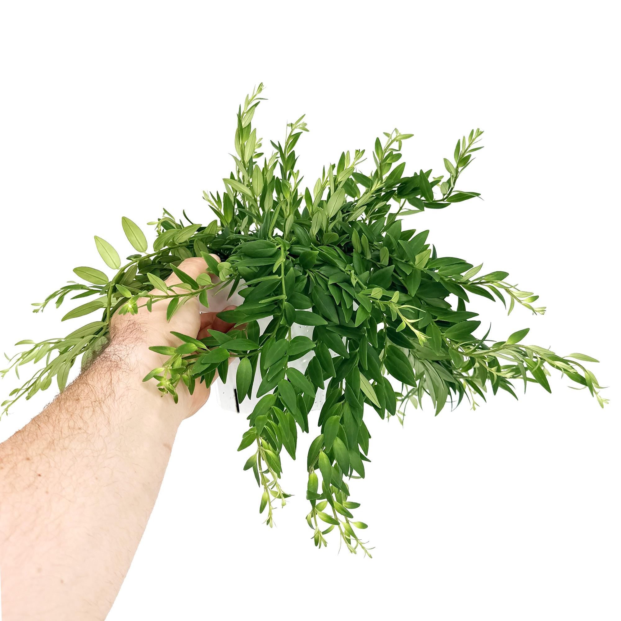 Aeschynanthus japhrolepis 'Lipstick Plant'