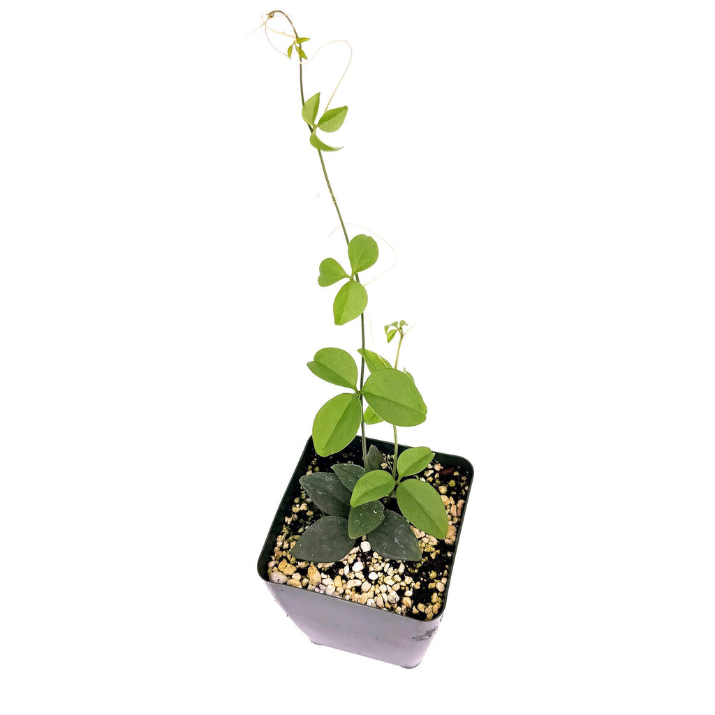 Neoalsomitra sarcophylla