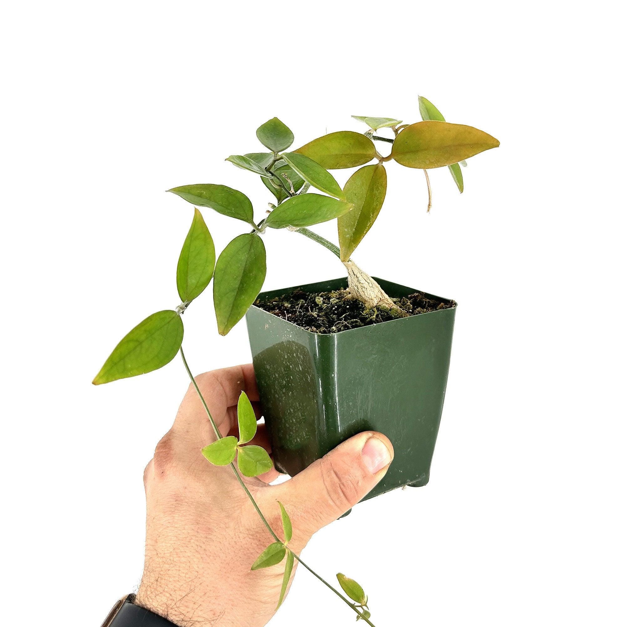 Neoalsomitra sarcophylla