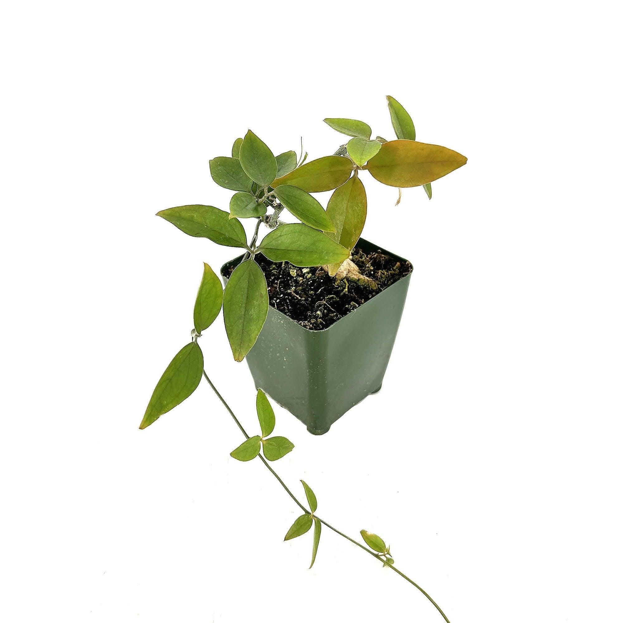 Neoalsomitra sarcophylla