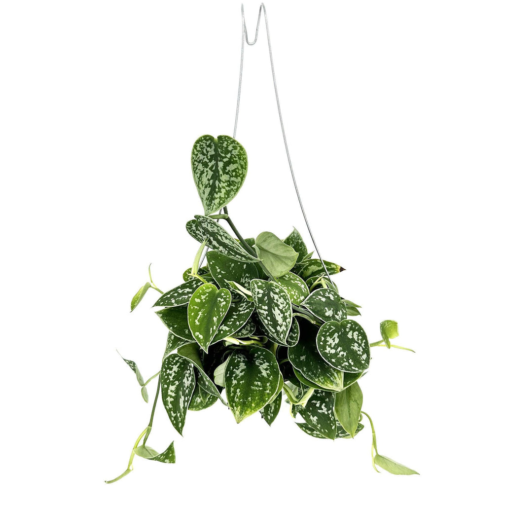 Scindapsus pictus 'Argyraeus'