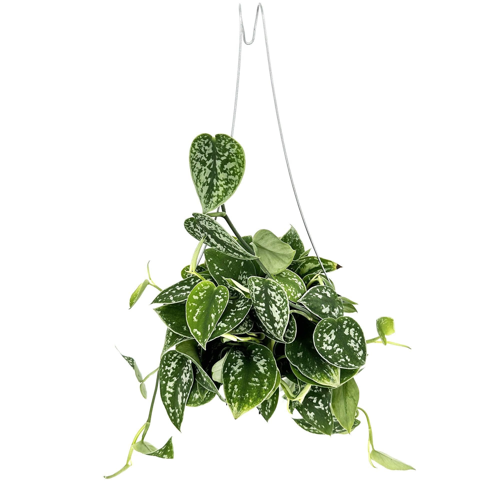 Scindapsus pictus 'Argyraeus'