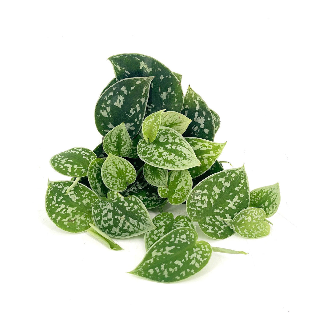 Scindapsus pictus 'Argyraeus'