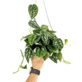 Scindapsus pictus 'Argyraeus'