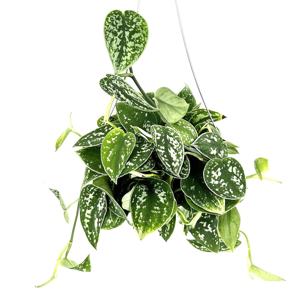 Scindapsus pictus 'Argyraeus'