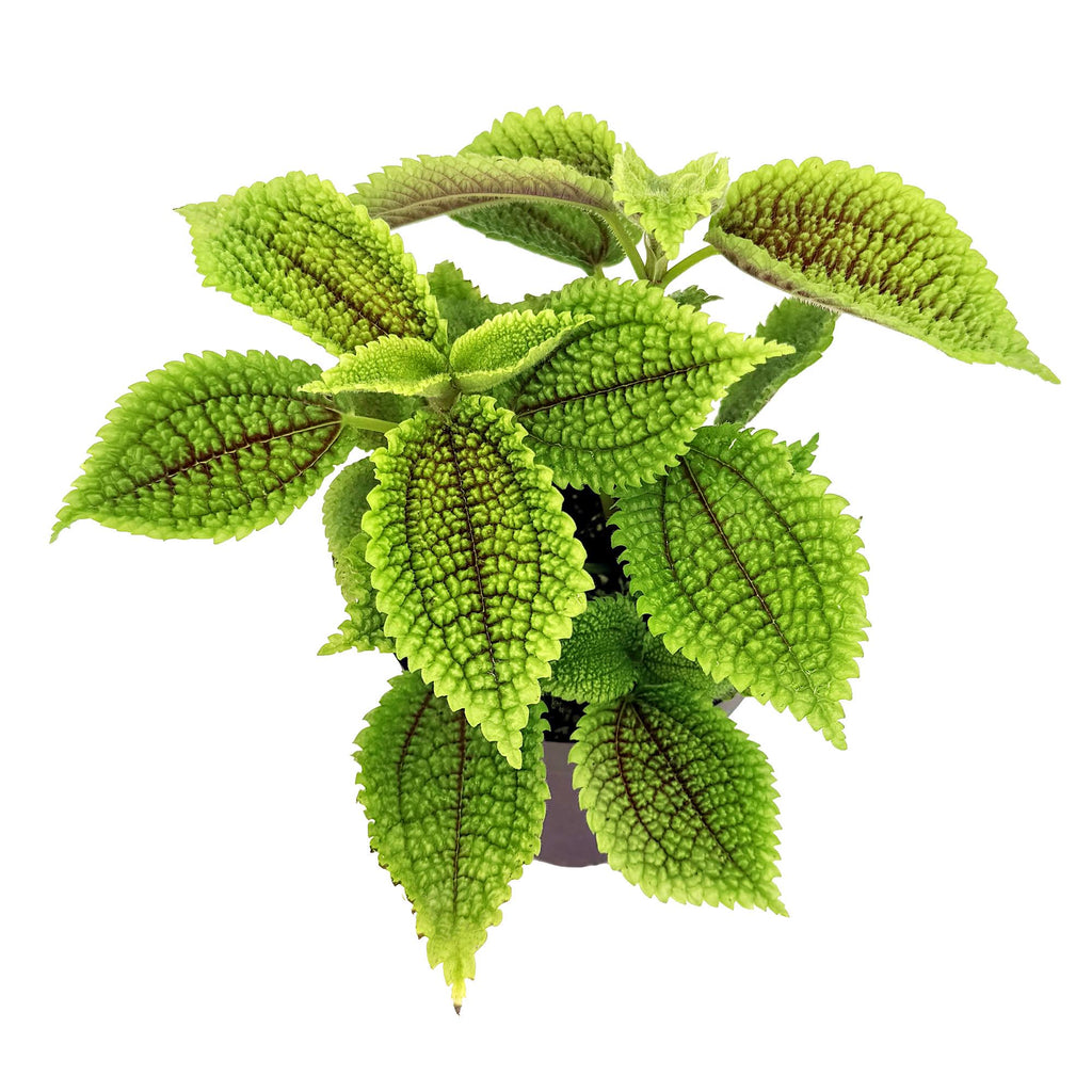 Pilea molis 'Moon Valley'
