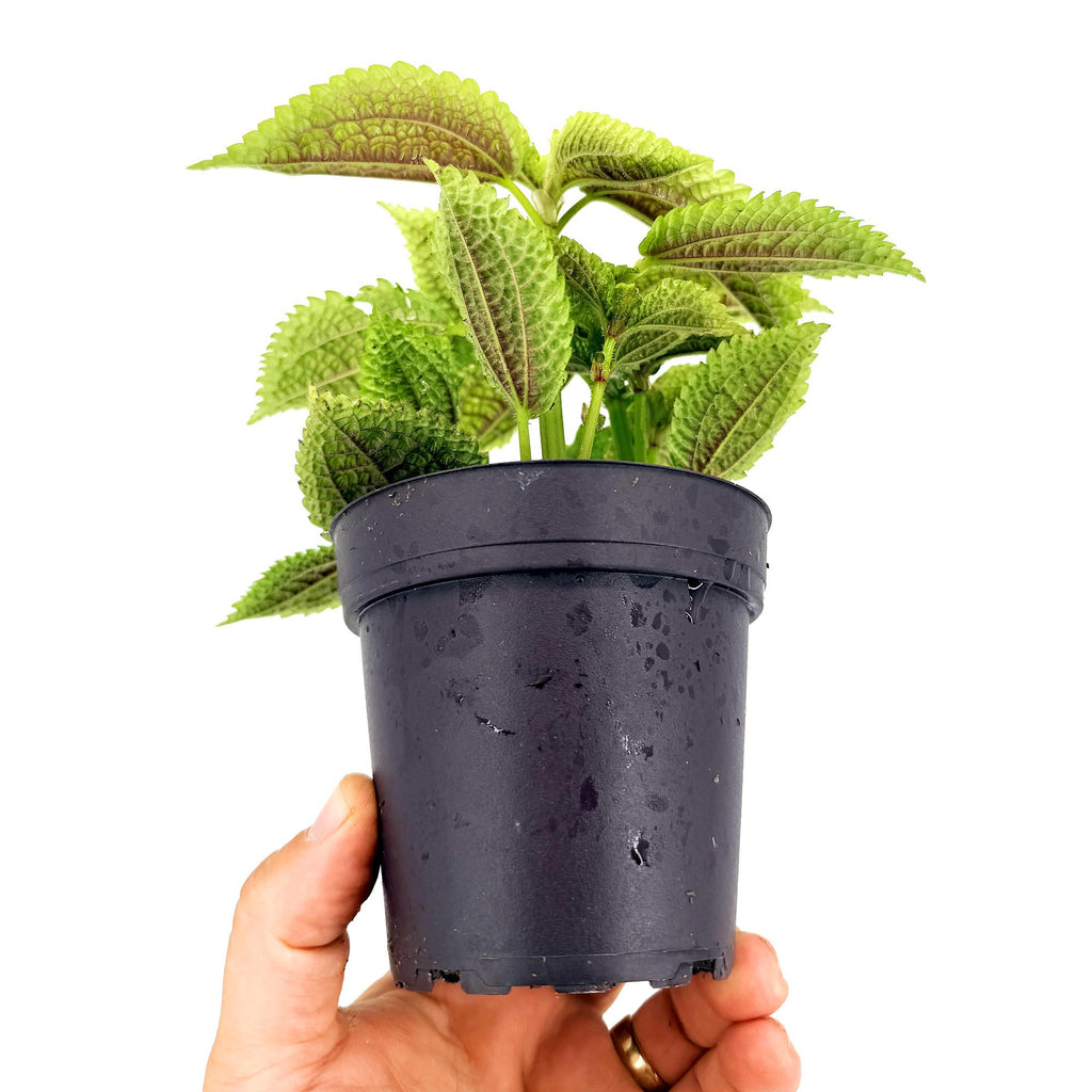 Pilea molis 'Moon Valley'