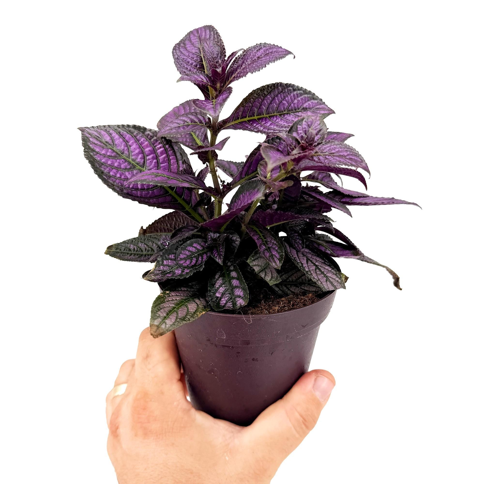 Strobilanthes dyerianus 'Persian Shield'