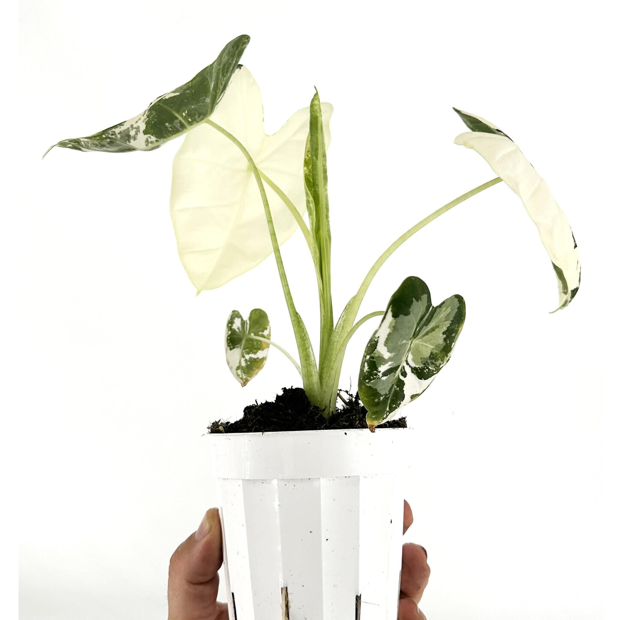 Alocasia micholitziana ‘Frydek’ Variegata