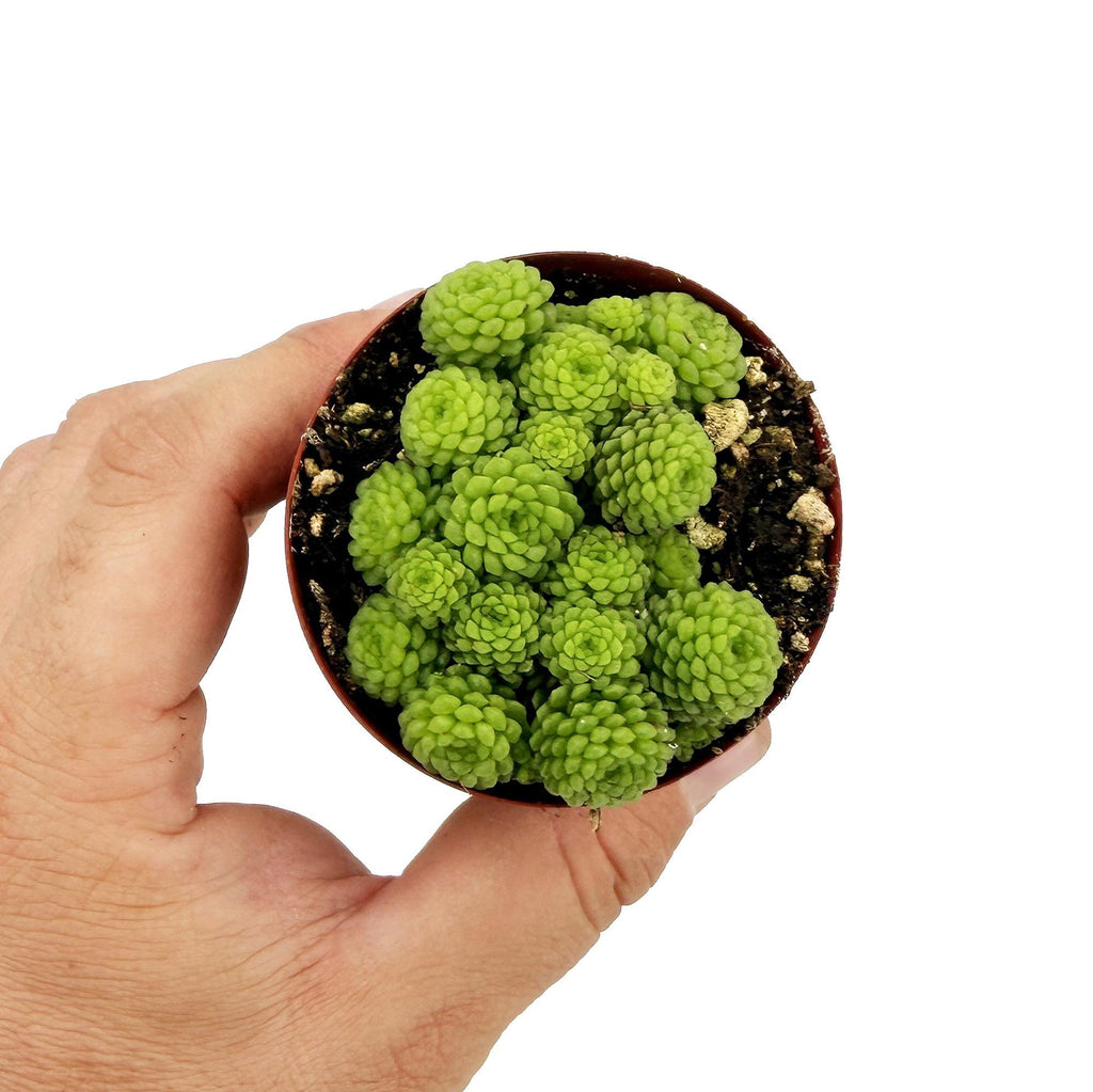 Monanthes polyphylla 'Clustered Rosette'