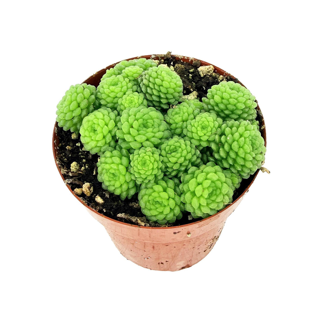 Monanthes polyphylla 'Clustered Rosette'