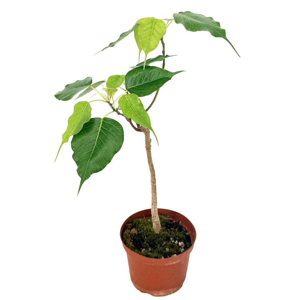 Ficus religiosa 'Bodhi Tree'