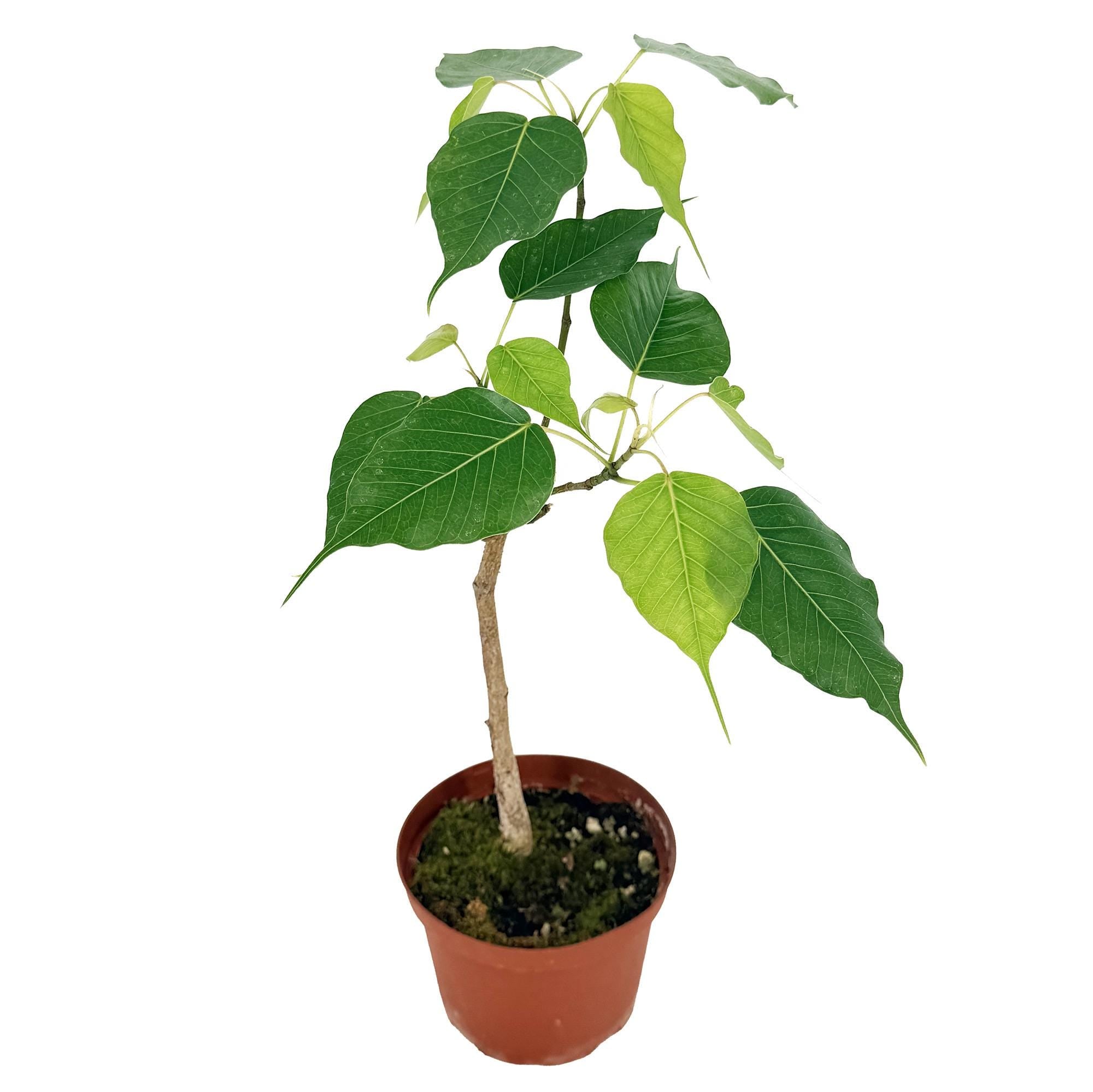 Ficus religiosa 'Bodhi Tree'