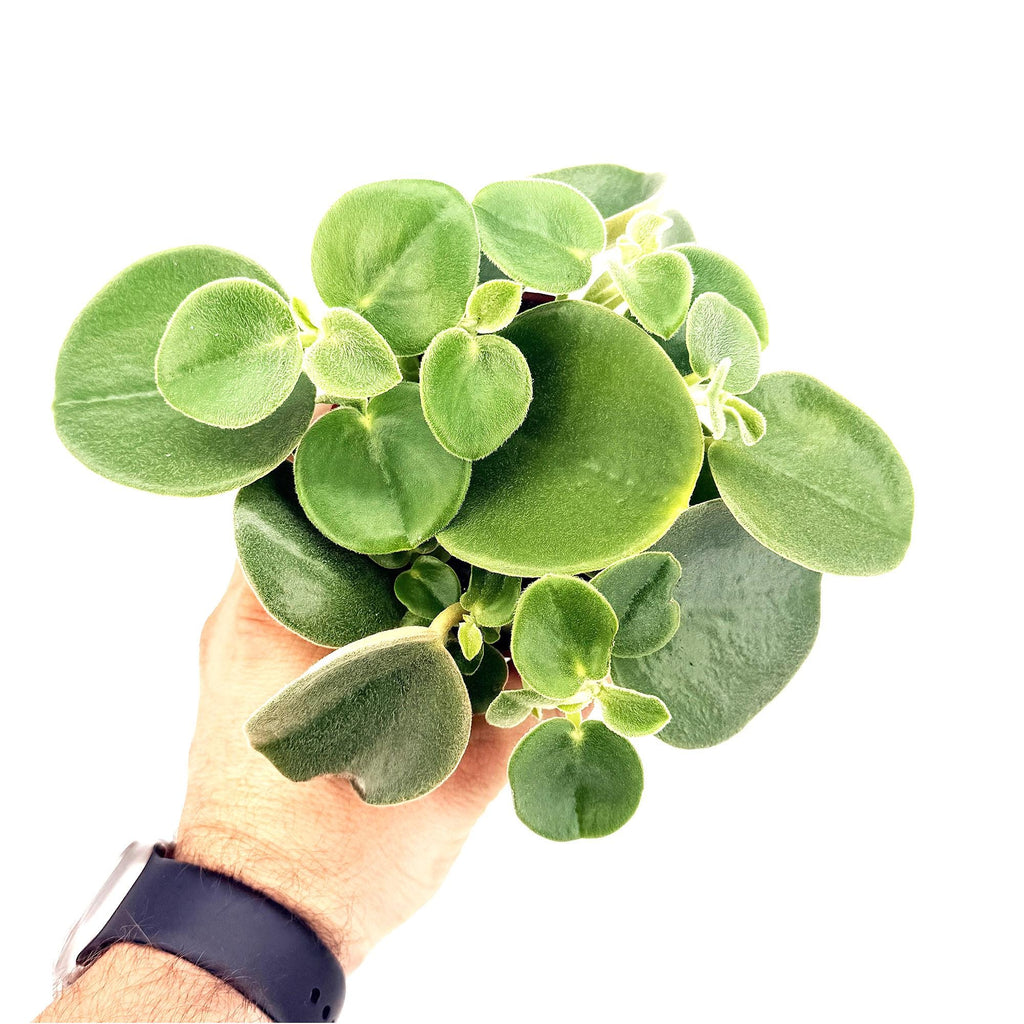 Peperomia incana 'Felted Peperomia'