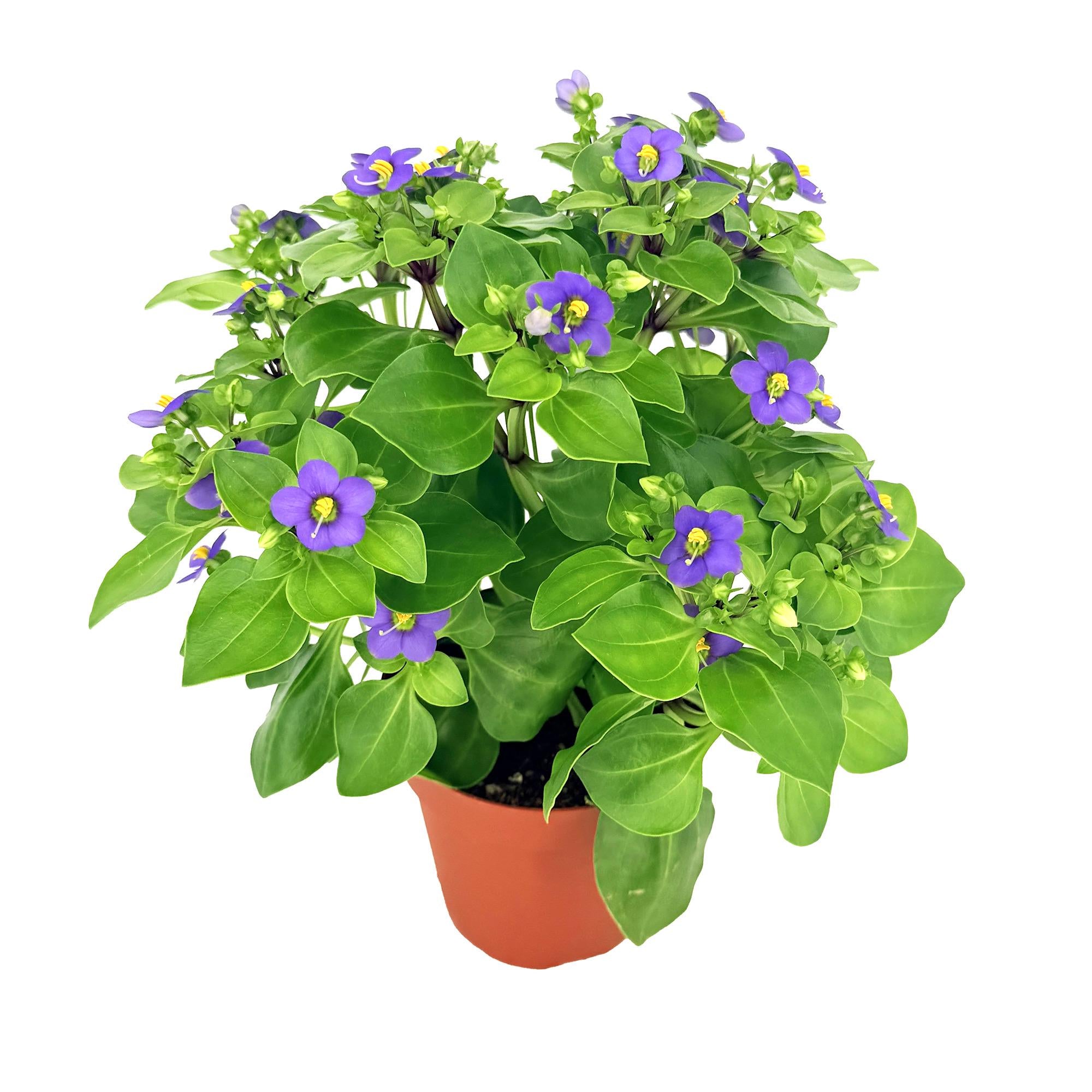 Exacum affine ‘Persian Violet'