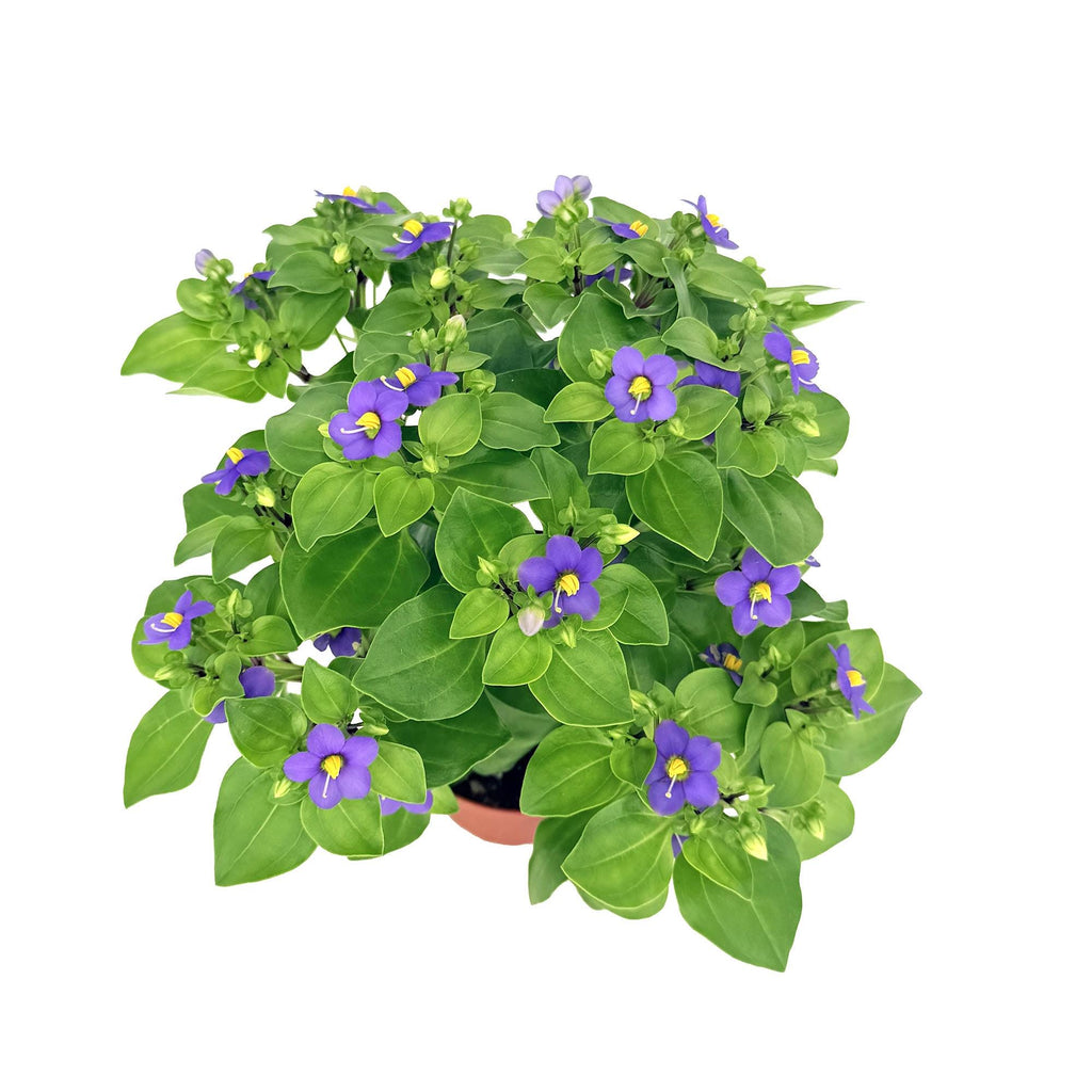 Exacum affine ‘Persian Violet'