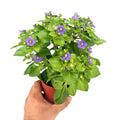 Exacum affine ‘Persian Violet'