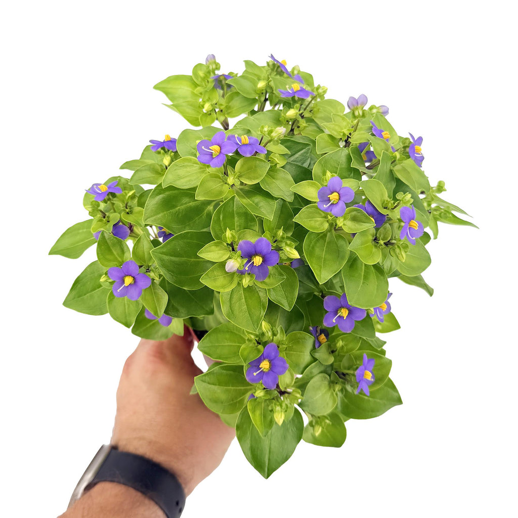 Exacum affine ‘Persian Violet'
